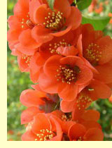 Хеномелес японская (японская айва) (Chaenomeles japonica (Thunb) Lindl) Хеномелес японская (японская айва) (Chaenomeles japonica (Thunb) Lindl)